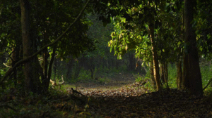 aralam vanyajeevi sanketham